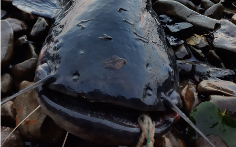 "Вот это улов!" Пензенский рыбак поймал четырехпудового сома