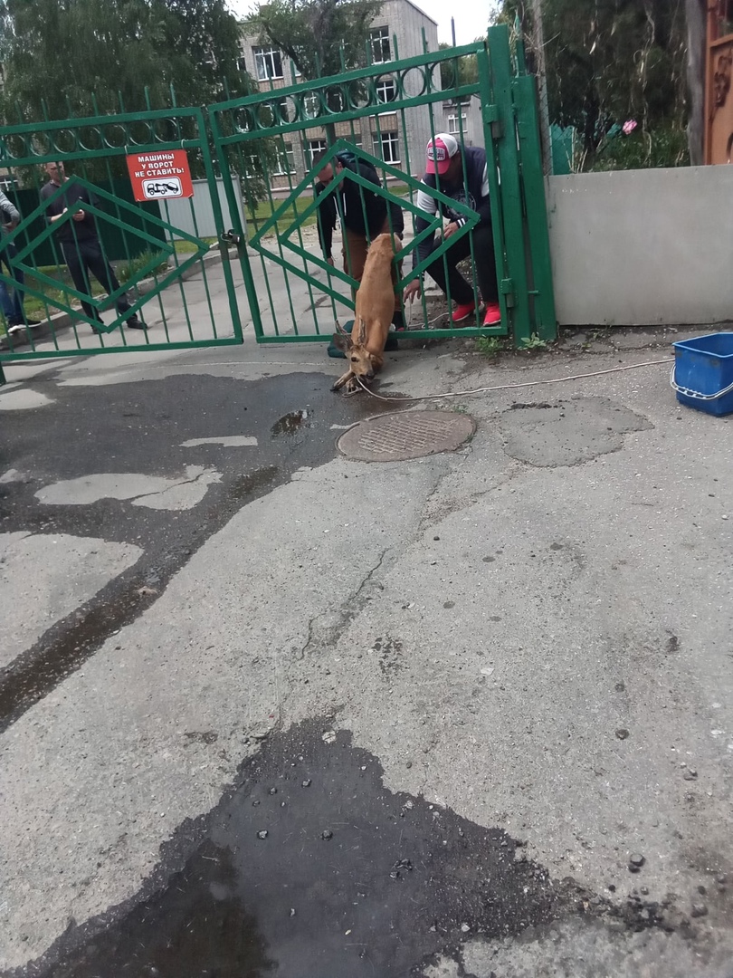 В Пензе косулю связали, прежде чем выпустить с территории 44 гимназии