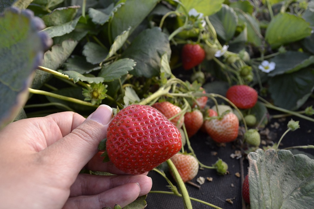 «Мокшанская ягода» приглашает поесть земляники и заработать