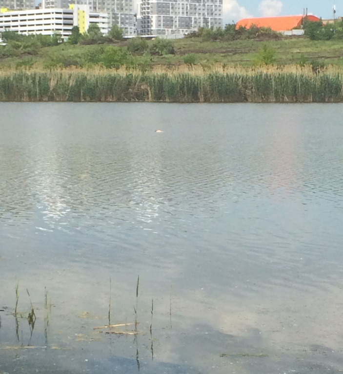 В Пензе в пруду у 6-ой городской найден труп мужчины