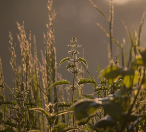 В Пензенской области оштрафован собственник заросшего сорняками участка