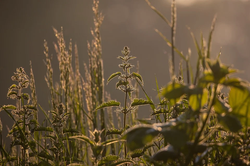 В Пензенской области оштрафован собственник заросшего сорняками участка