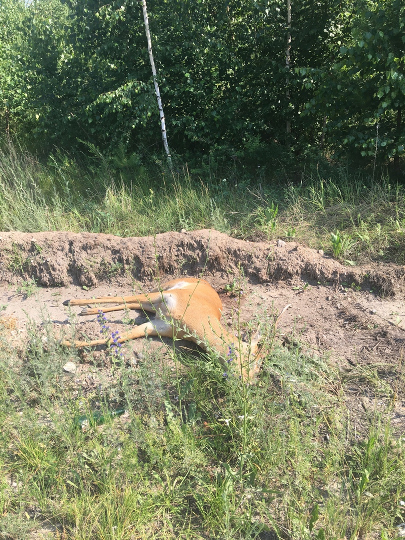 Под Пензой обнаружена мертвая косуля