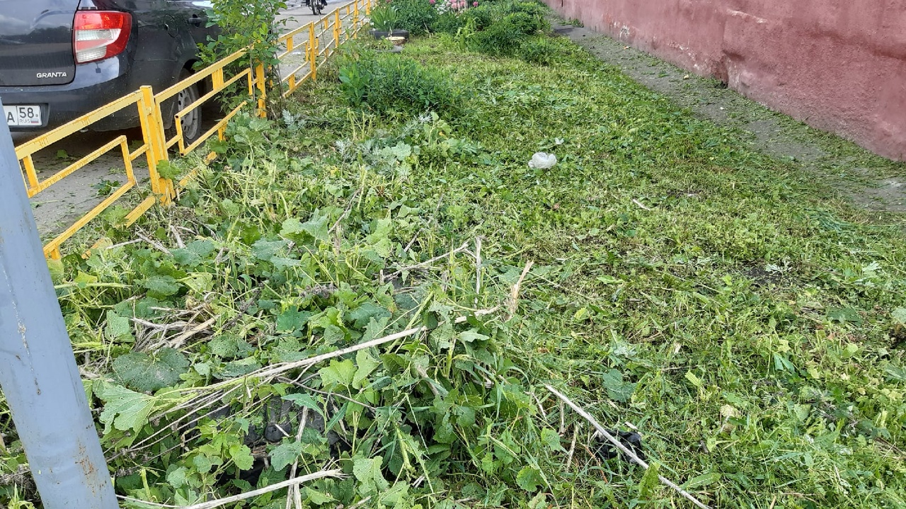 В Пензе Арбековская управляйка вместе с травой срубила цветы во дворе