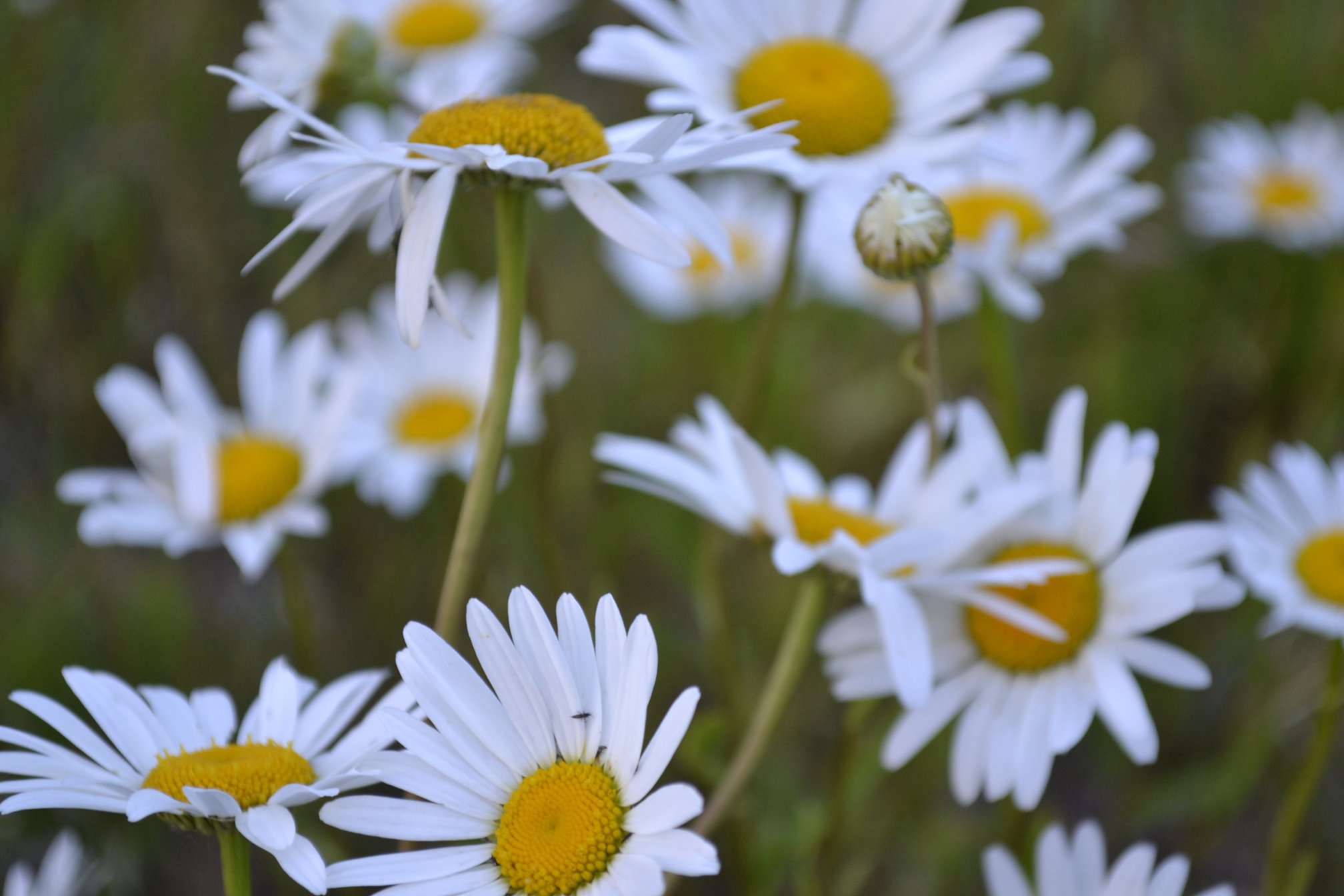 Россиянам предлагают дома в Хорватии за 11 рублей