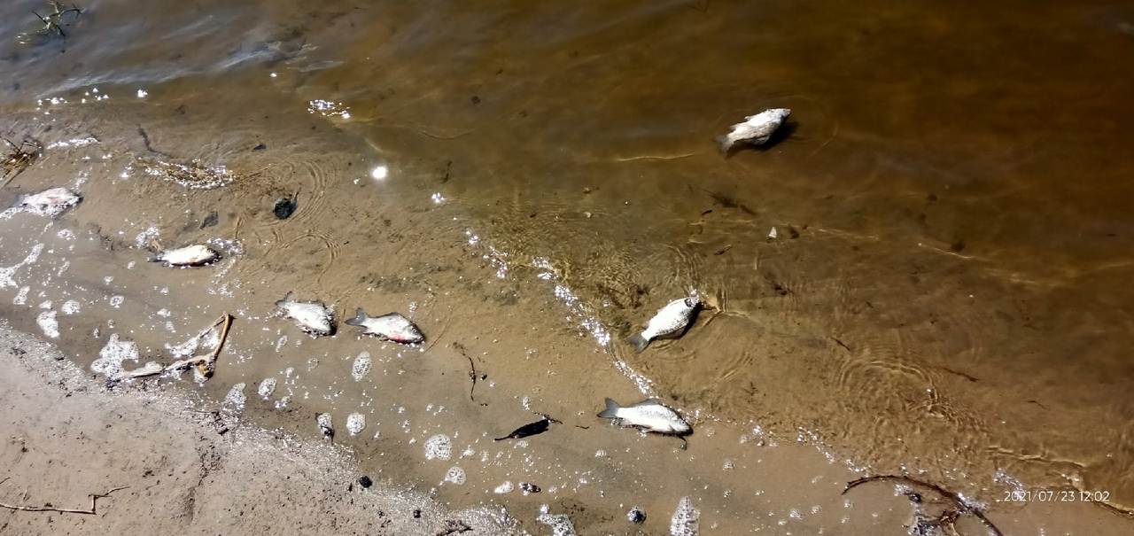 В Росрыболовстве дали комментарий по поводу мёртвой рыбы в пруду села Константиновка