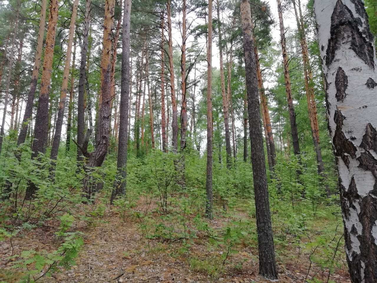 Беспалов назначен на должность директора ГКУ «Мокшанское лесничество»