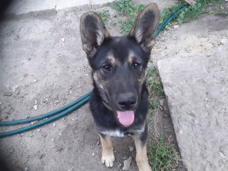 В Пензенской области подсчитали, сколько денег нужно для содержания собаки