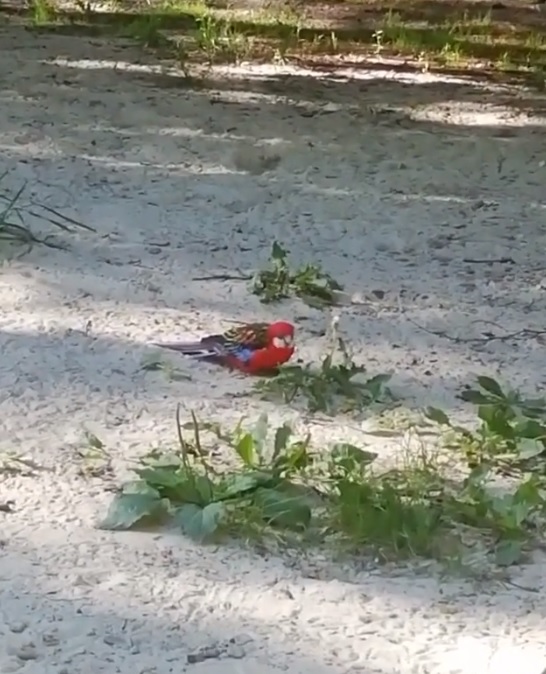 В Пензе от хозяев сбежал дорогой попугай