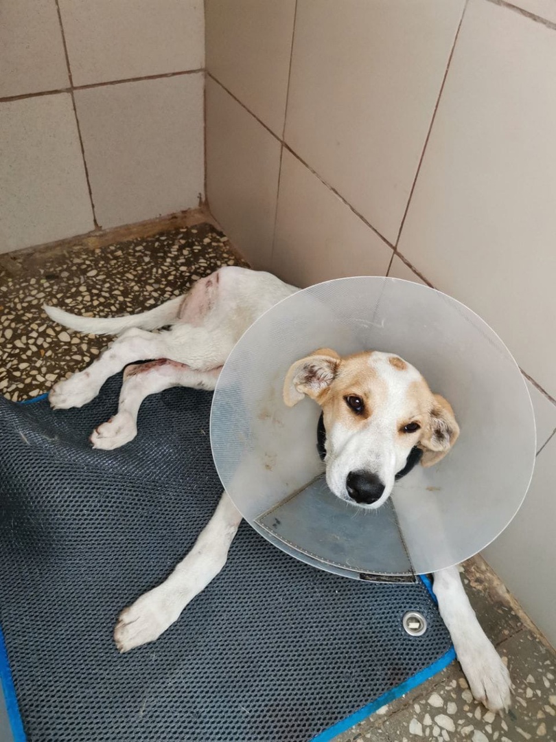 В Пензе собака две недели умирала от тяжёлых ран