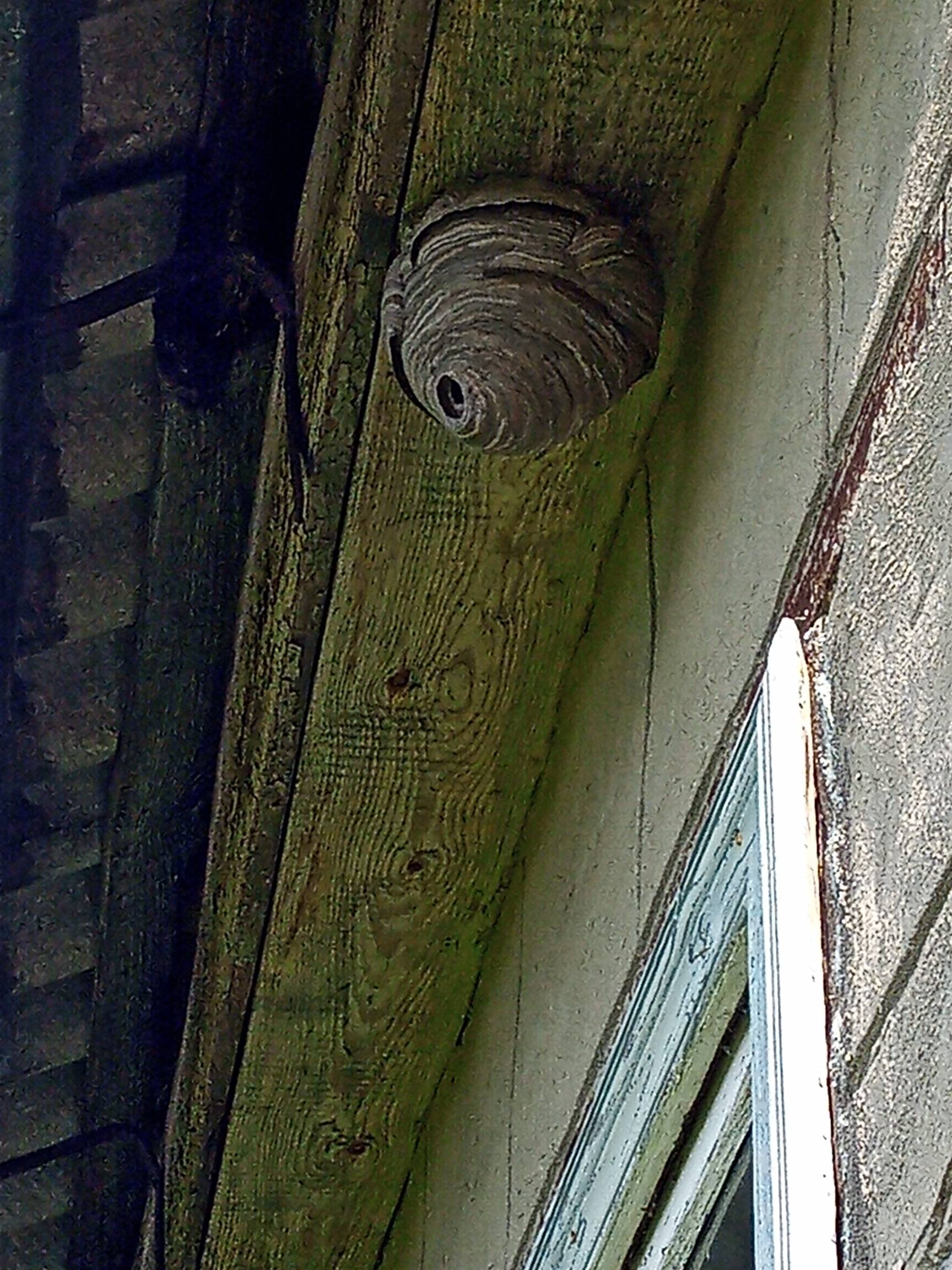 В Пензе спасатели ликвидировали осиное гнездо