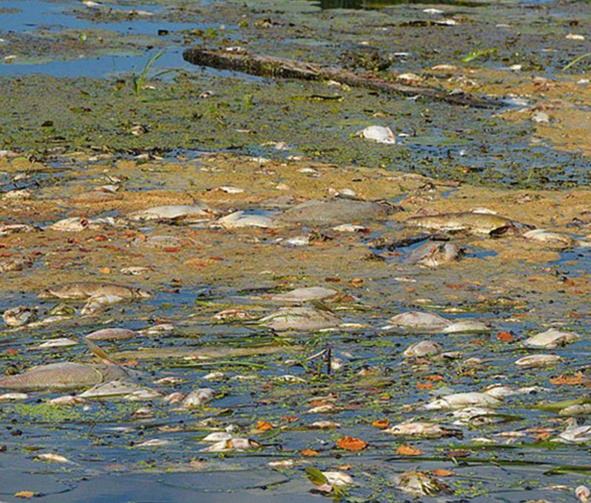 Пензенский Минлесхоз подтвердил – вода в реке Старая Сура загрязнена