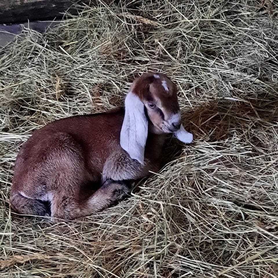 В Пензенском зоопарке на свет появился детеныш нубийской козы