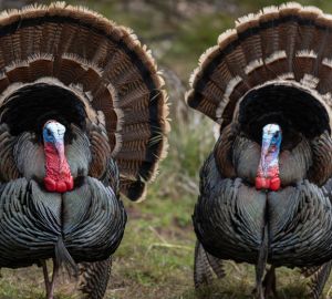 «Дамате» при поддержке Россельхозбанка увеличивает мощность производства мяса индейки на 30% до 207 тысяч тонн в год