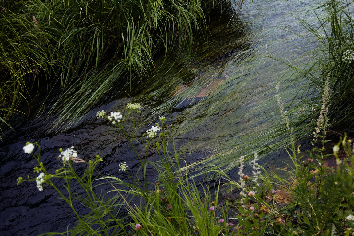 Пензенцу объяснили причину появления вони у Безымянного ручья