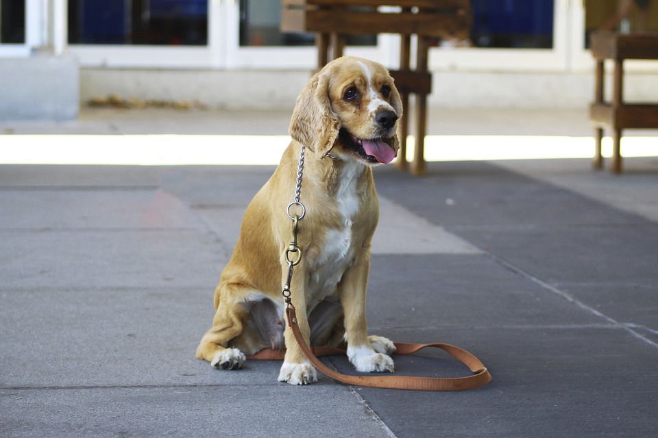 В Пензе планируют создать первую в областном центре площадку для выгула собак