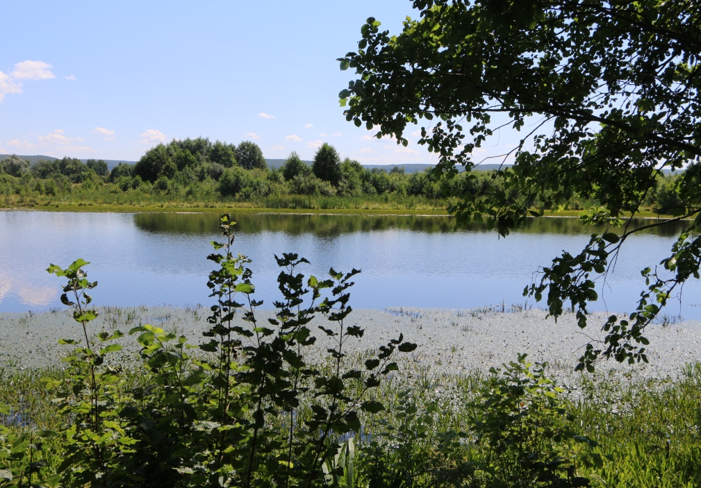 В Пензенской области высадят 50 тысяч деревьев