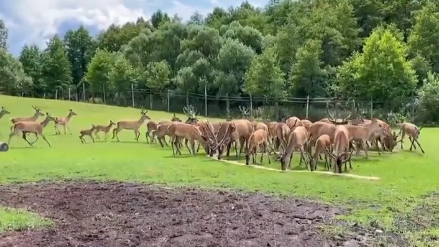 Опубликовано видео кормления оленей в Пензенской области