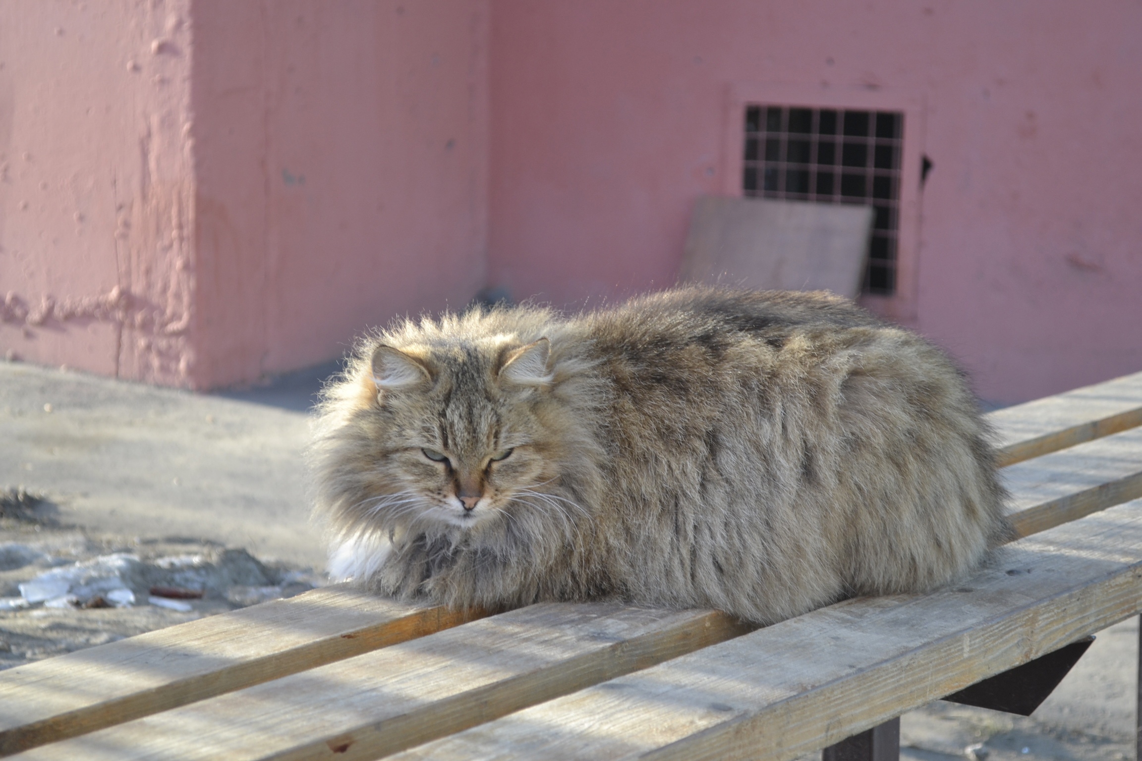 В Пензенской области изменили правила обращения с бездомными животными