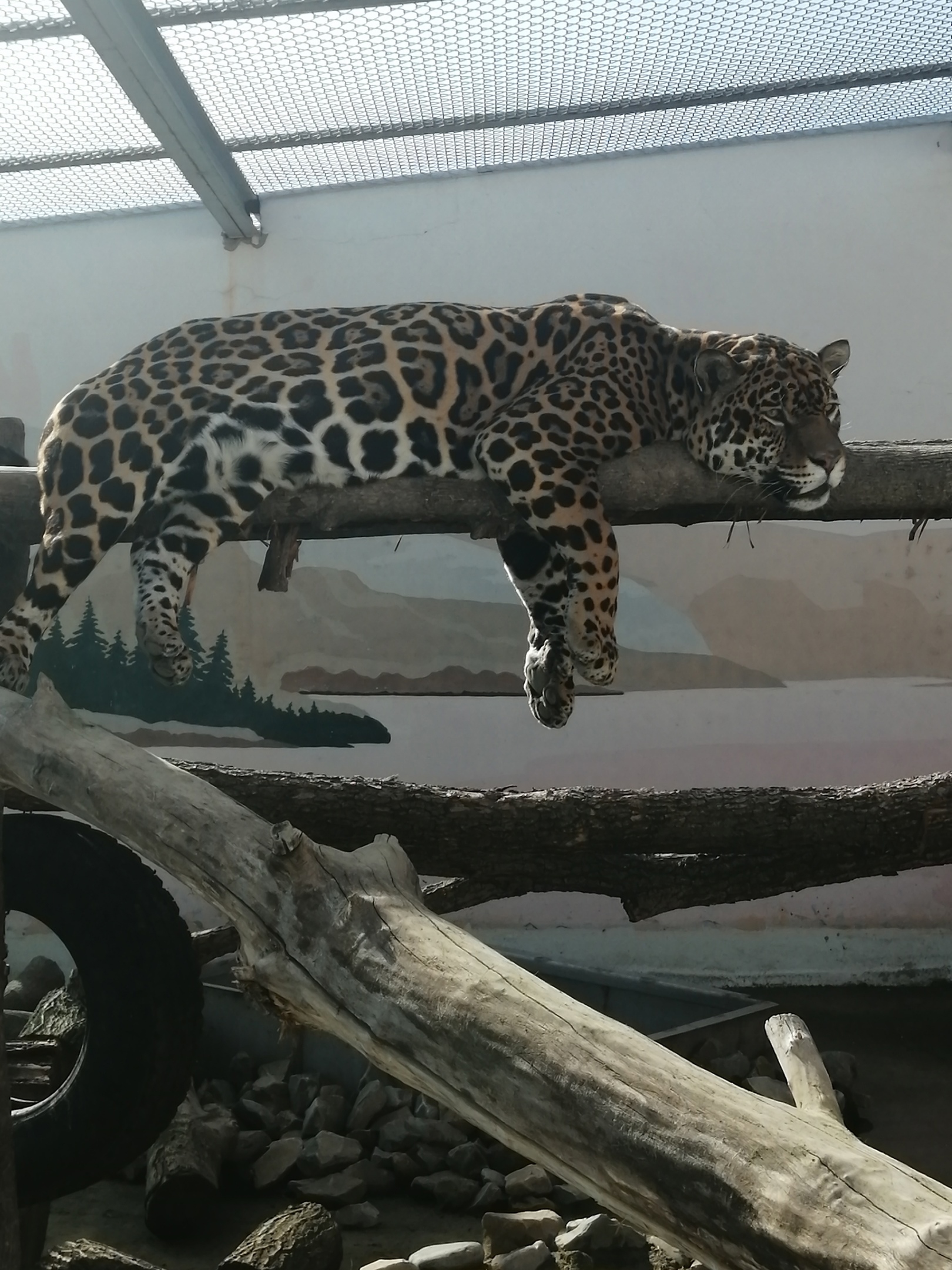 В пензенском зоопарке «больших кошек» ждут обновления обстановки