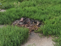 Пензенцы просят устранить антисанитарию в Первомайском районе