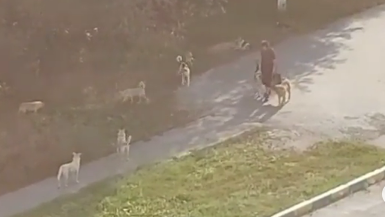 Жители Антонова вновь пожаловались на стаи бродячих собак