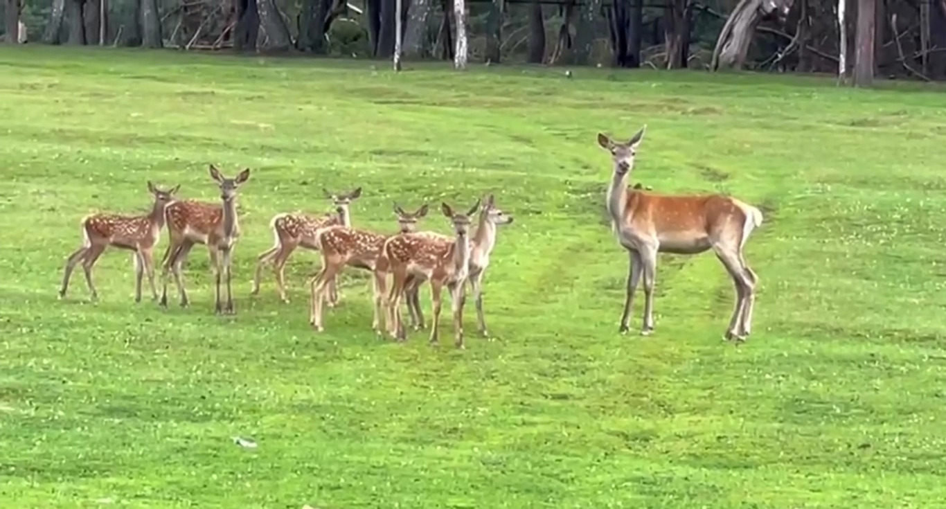 В Пензенской области в лесхозе на свет появились 8 оленят