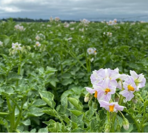 В полях "Раздолья" состояние растений оценивают при помощи спутниковых снимков