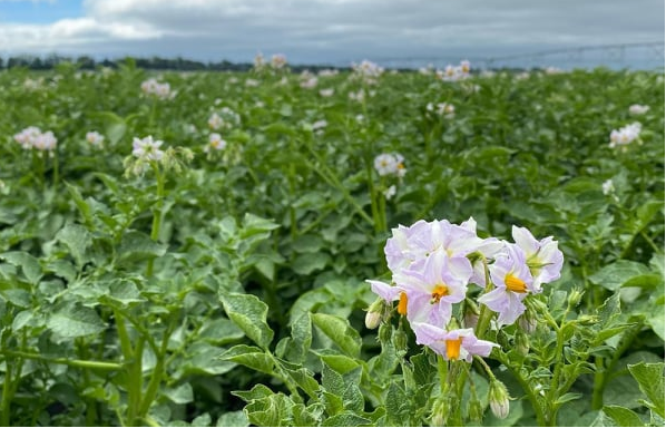 В полях "Раздолья" состояние растений оценивают при помощи спутниковых снимков