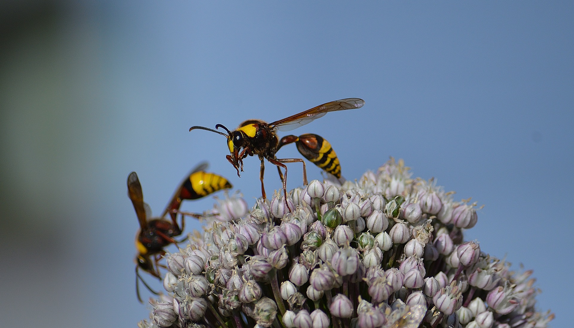 В Пензенском детсаду малышей атаковали агрессивные осы