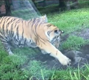 Работники пензенского зоопарка показали, как развлекается их полосатый питомец