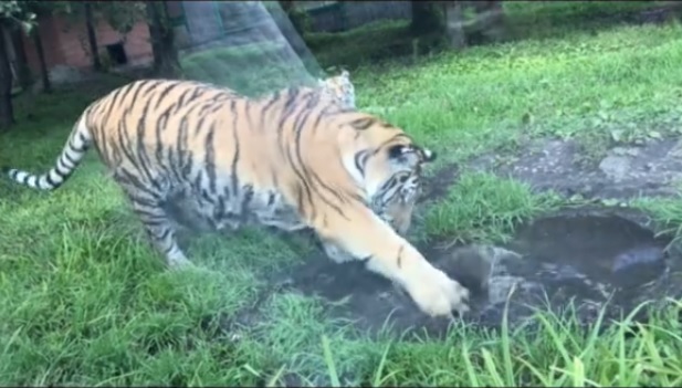 Работники пензенского зоопарка показали, как развлекается их полосатый питомец