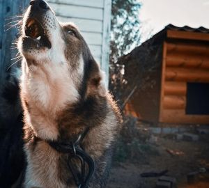 В Колышлейском районе бродячие собаки искусали 13 человек