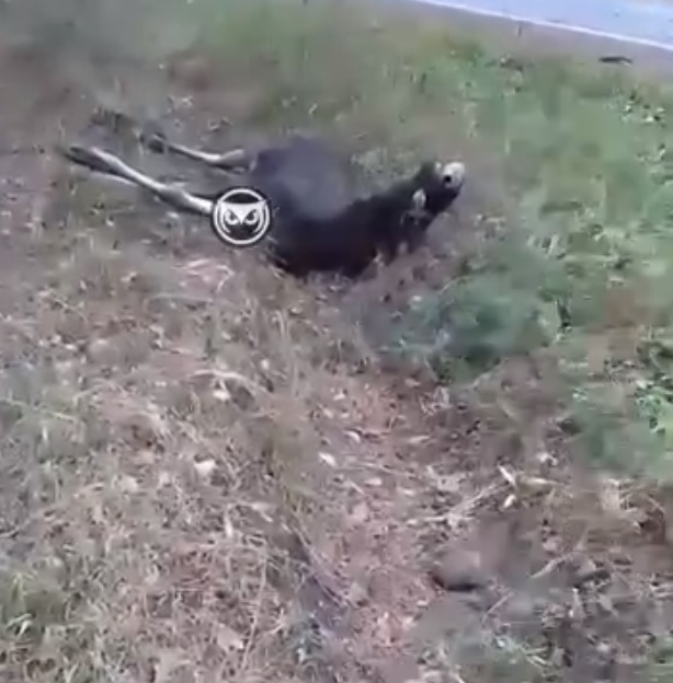 В Кузнецке легковушка насмерть сбила лося