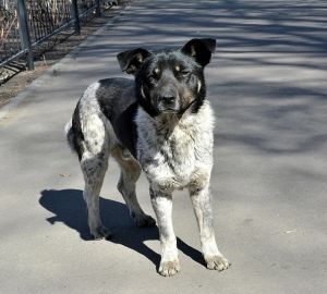 Жителей ГПЗ услышали: в Пензе построят новый приют для бездомных собак