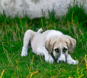 Волонтеры бьют тревогу: в приюте Пензы животных заперли на верную голодную смерть
