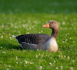 Жителю Пензенской области грозит тюрьма за кражу утки и гуся