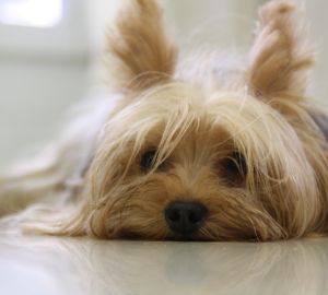 Пензячка хотела купить породистую собаку, но осталась без денег и без питомца