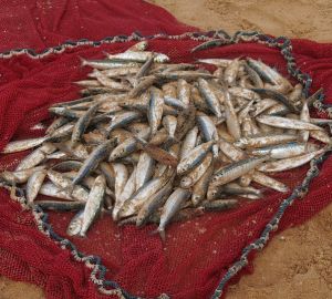 В Пензенской области рыбак с сетью причинил ущерб на 134 000 рублей