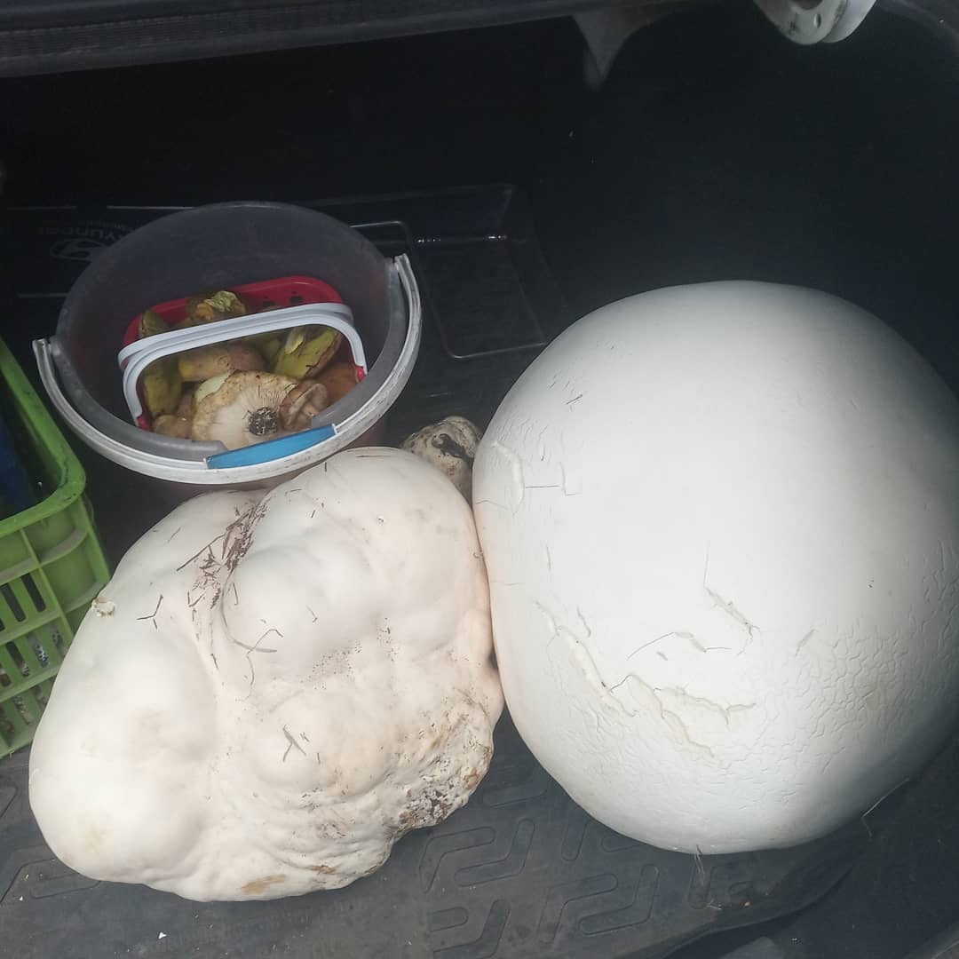 Пензенские грибники похвастались гигантской находкой