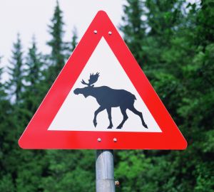 В Пензенской области под колесами автомобилей погибли два лося