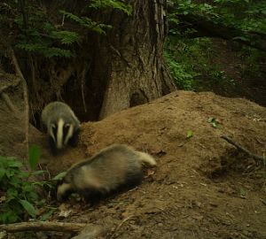 Сотрудники охотуправления спасли особо ценного зверя от охотников и их собаки