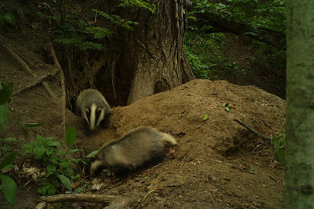Сотрудники охотуправления спасли особо ценного зверя от охотников и их собаки