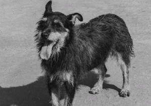 В Кузнецке в ближайшие дни начнет действовать приют для бездомных собак