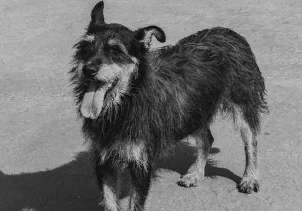 В Кузнецке в ближайшие дни начнет действовать приют для бездомных собак