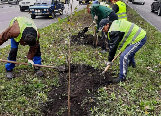 В Пензе к середине октября высадят 1000 саженцев деревьев