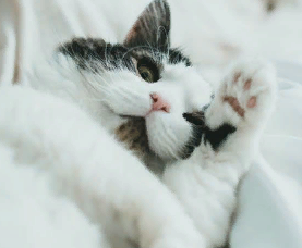 В Пензенской области около половины случаев бешенства приходятся на кошек