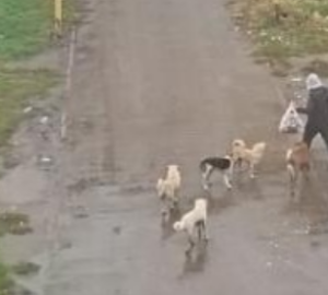 Пензенцы жалуются на стаи собак в различных районах города