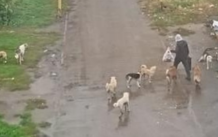 Пензенцы жалуются на стаи собак в различных районах города