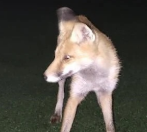 У жителя Заречного лесной зверь едва не снял с ноги обувь